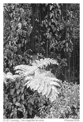 Ferns and leaves. Akaka Falls State Park, Big Island, Hawaii, USA (black and white)