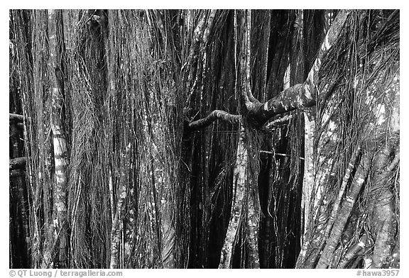 Banyan tree trunk. Akaka Falls State Park, Big Island, Hawaii, USA