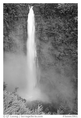 Akaka Falls on Kolekole stream. Akaka Falls State Park, Big Island, Hawaii, USA