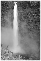 Akaka Falls on Kolekole stream. Akaka Falls State Park, Big Island, Hawaii, USA ( black and white)