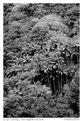 King palm trees and tropical flowers on hillside. Big Island, Hawaii, USA (black and white)