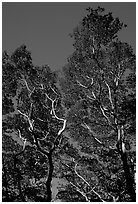 Koa trees. Big Island, Hawaii, USA ( black and white)