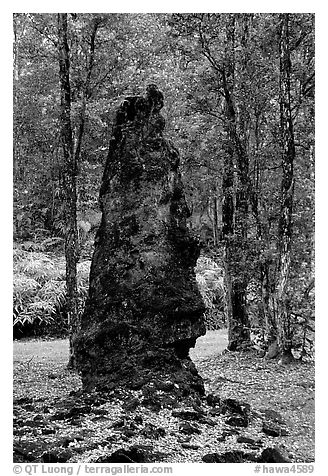 Petrified tree stump, Lava Trees State Park. Big Island, Hawaii, USA