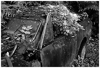 Rusted  truck colonised by flowers. Maui, Hawaii, USA (black and white)