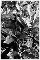 Close-up of yellow and red tropical leaves. Maui, Hawaii, USA (black and white)