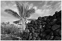 Heiau wall and palm tree, Kaloko-Honokohau National Historical Park. Hawaii, USA (black and white)