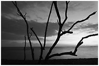 Tree skeleton and Honokohau Bay, sunset, Kaloko-Honokohau National Historical Park. Hawaii, USA (black and white)