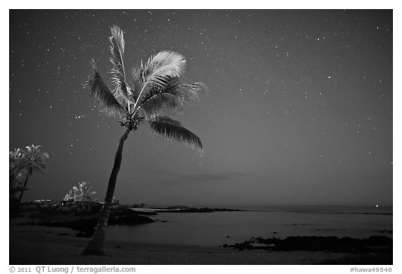 Palm tree ocean under sky with stars, Kaloko-Honokohau National Historical Park. Hawaii, USA (black and white)
