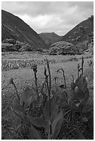Tropical flowers and taro plantations, Waipio Valley. Big Island, Hawaii, USA (black and white)