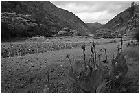 Tropical flowers and taro cultivation, Waipio Valley. Big Island, Hawaii, USA (black and white)