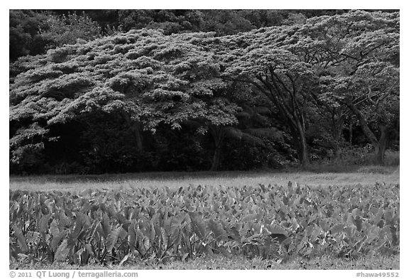 Taro field and forest, Waipio Valley. Big Island, Hawaii, USA (black and white)