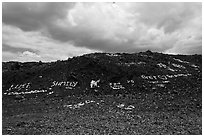Words made with light rocks against dark lava rocks. Big Island, Hawaii, USA (black and white)
