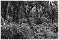 Jungle forest. Maui, Hawaii, USA (black and white)