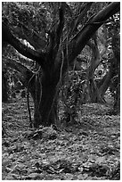 Lianas and rainforest trees. Maui, Hawaii, USA (black and white)