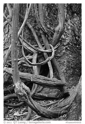 Lianas and tree trunk. Maui, Hawaii, USA (black and white)