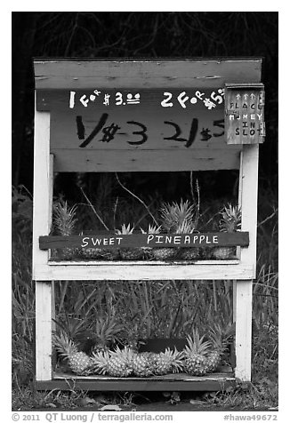 Self-serve fruit stand with pineapples. Maui, Hawaii, USA (black and white)