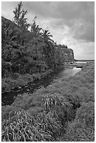 Creek, palm trees, and ocean. Maui, Hawaii, USA (black and white)