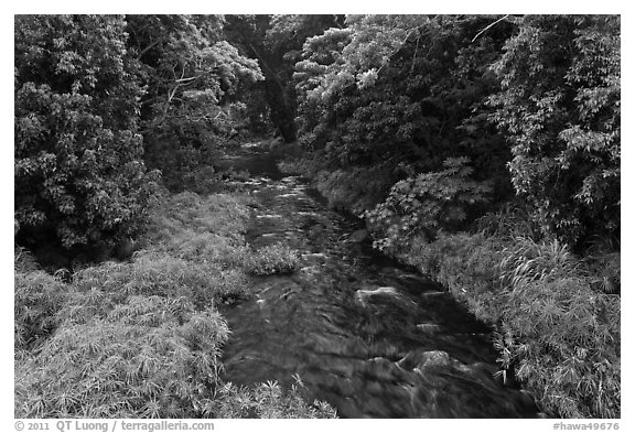 Creek through tropical forest. Maui, Hawaii, USA (black and white)