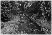 Creek through tropical forest. Maui, Hawaii, USA (black and white)