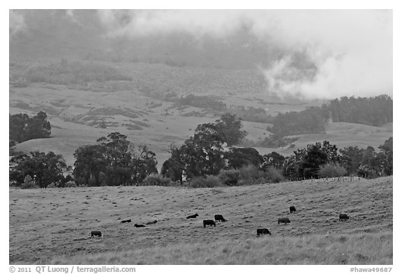 High country pastures with cows. Maui, Hawaii, USA (black and white)