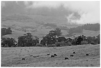 High country pastures with cows. Maui, Hawaii, USA ( black and white)