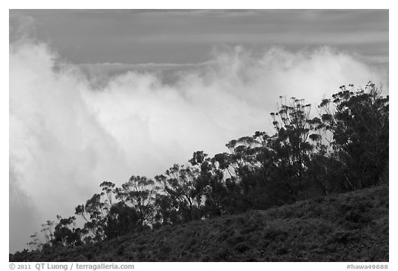 Row of trees above clouds. Maui, Hawaii, USA (black and white)