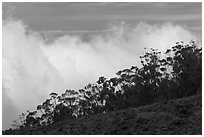 Row of trees above clouds. Maui, Hawaii, USA ( black and white)