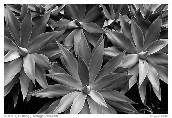 Cluster of agaves. Maui, Hawaii, USA (black and white)