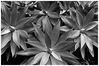 Cluster of agaves. Maui, Hawaii, USA ( black and white)