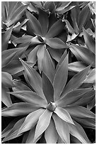 Agave plants. Maui, Hawaii, USA ( black and white)