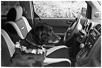 Dog with lei sitting in car. Maui, Hawaii, USA (black and white)
