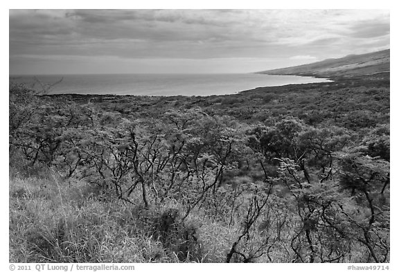Mamalu Bay seen from verdant hills. Maui, Hawaii, USA (black and white)