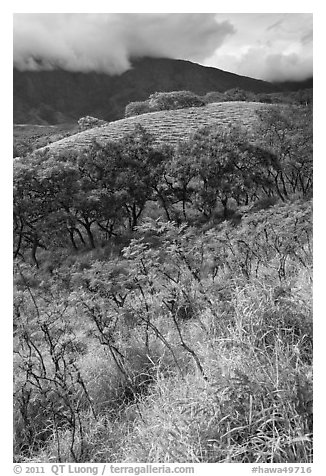 Shrubs and trees on hillside near Kaupo. Maui, Hawaii, USA