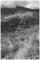 Shrubs and trees on hillside near Kaupo. Maui, Hawaii, USA ( black and white)