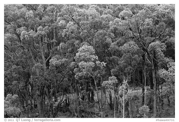 Eucalyptus forest. Maui, Hawaii, USA