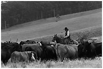 Cowboy rounding up cattle herd. Maui, Hawaii, USA (black and white)