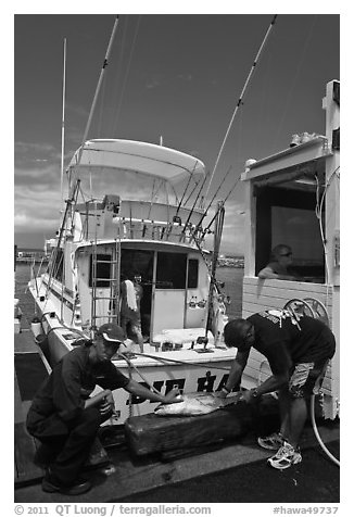 Men cutting fish caught in sport-fishing expedition. Lahaina, Maui, Hawaii, USA (black and white)
