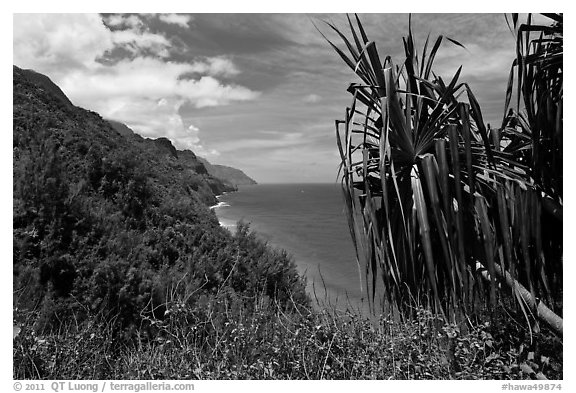 Jagged green cliffs plunging into blue waters, Na Pali coast. Kauai island, Hawaii, USA (black and white)