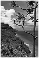 Tree and green coastline, Na Pali coast. Kauai island, Hawaii, USA ( black and white)