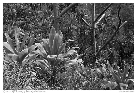 Tropical vegetation along Kalalau trail. Kauai island, Hawaii, USA