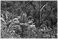 Tropical vegetation along Kalalau trail. Kauai island, Hawaii, USA ( black and white)
