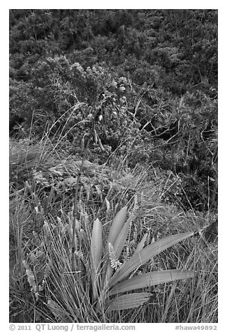 Orchid, Kalalau trail. Kauai island, Hawaii, USA (black and white)