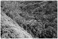 Lush tropical vegetation on Pali, Na Pali coast. Kauai island, Hawaii, USA ( black and white)