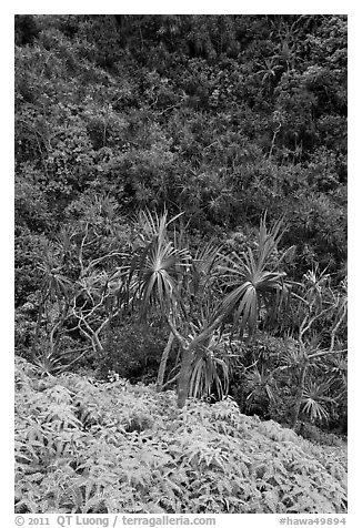 Ferns,  Pandanus trees and steep slope, Na Pali coast. Kauai island, Hawaii, USA