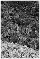 Ferns,  Pandanus trees and steep slope, Na Pali coast. Kauai island, Hawaii, USA (black and white)