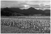 Taro cultivation, Hanalei Valley. Kauai island, Hawaii, USA (black and white)