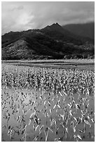 Taro paddy field and mountains, Hanalei Valley. Kauai island, Hawaii, USA (black and white)