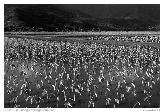 Taro grown in paddy fields. Kauai island, Hawaii, USA (black and white)