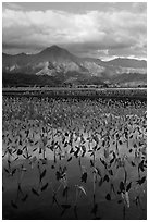 Mountains reflected in paddy fields with taro, Hanalei Valley. Kauai island, Hawaii, USA (black and white)