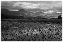 Taro fields reflections, Hanalei Valley. Kauai island, Hawaii, USA (black and white)